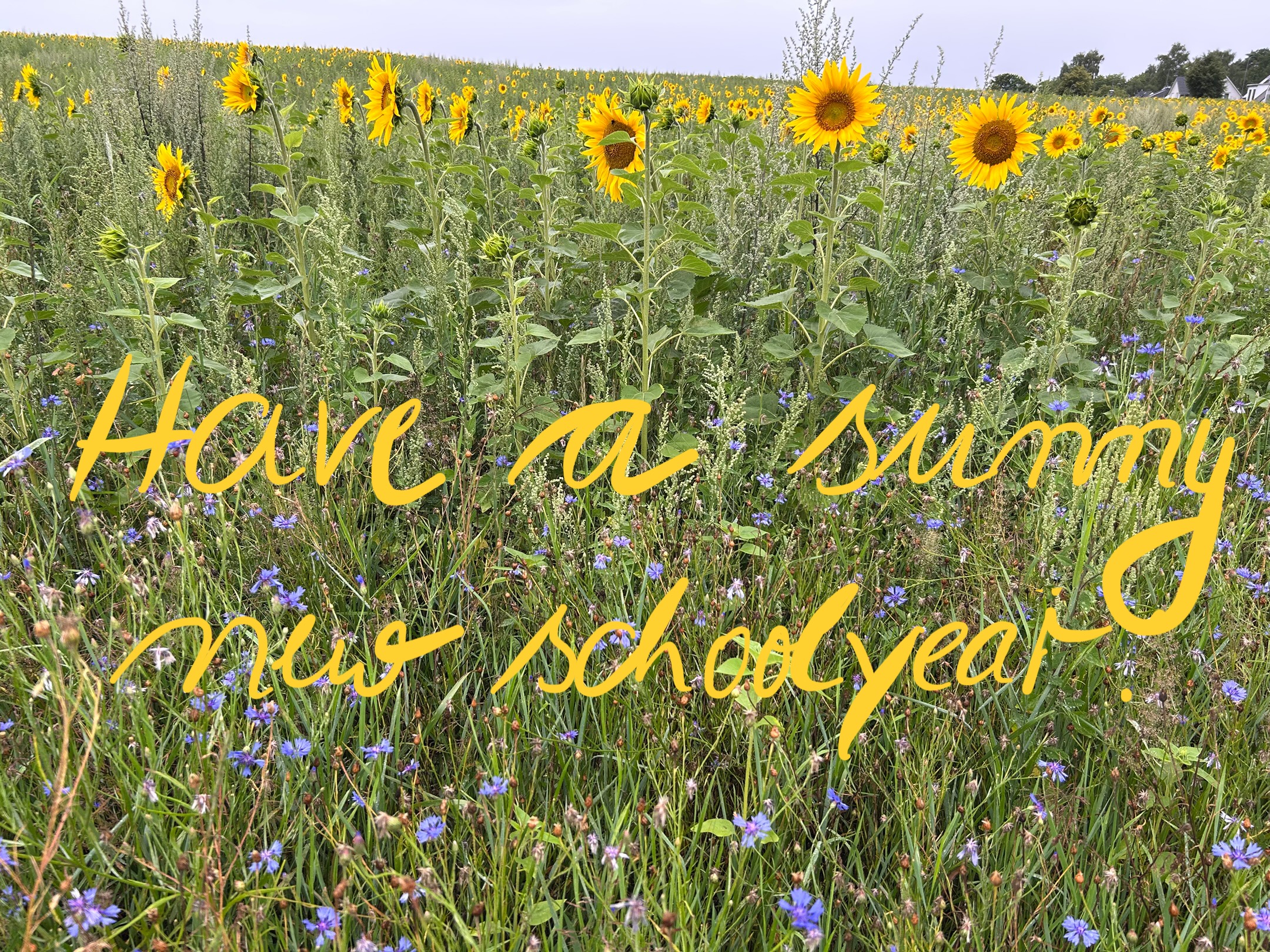 Foto Sonnenblumen